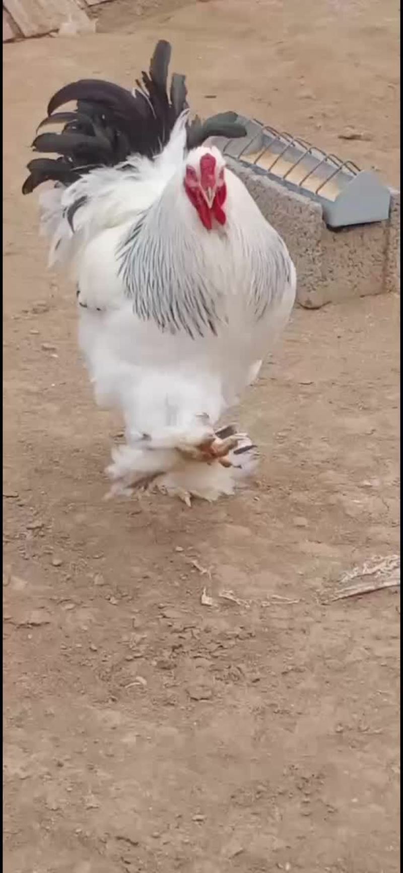 精品拉丝尾婆罗门