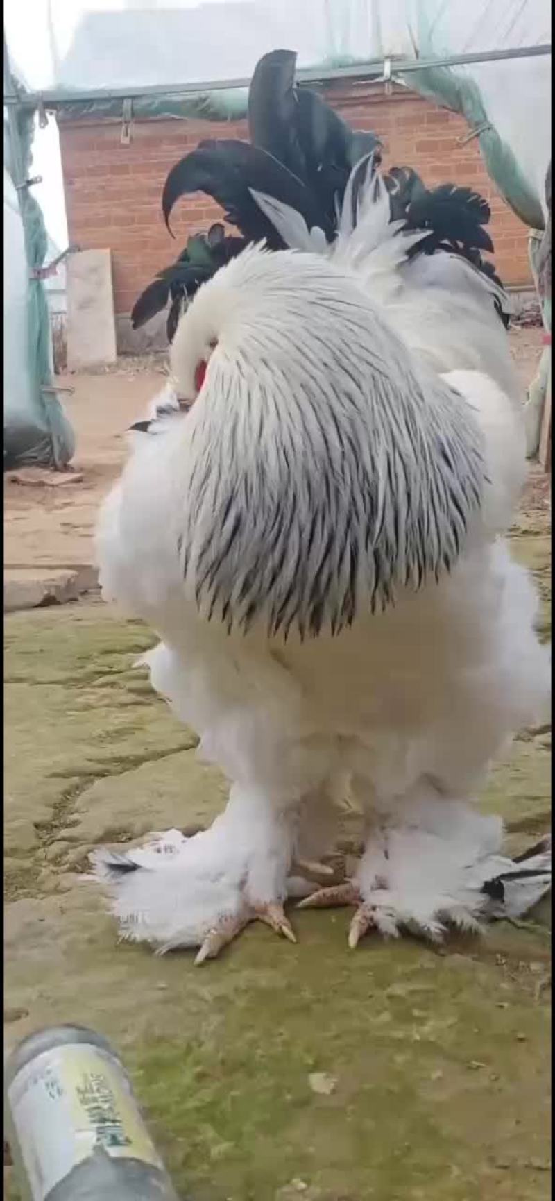 精品拉丝尾婆罗门