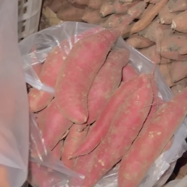 天津西瓜红100万斤大量出售，喜欢的老板来