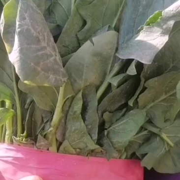 菠菜