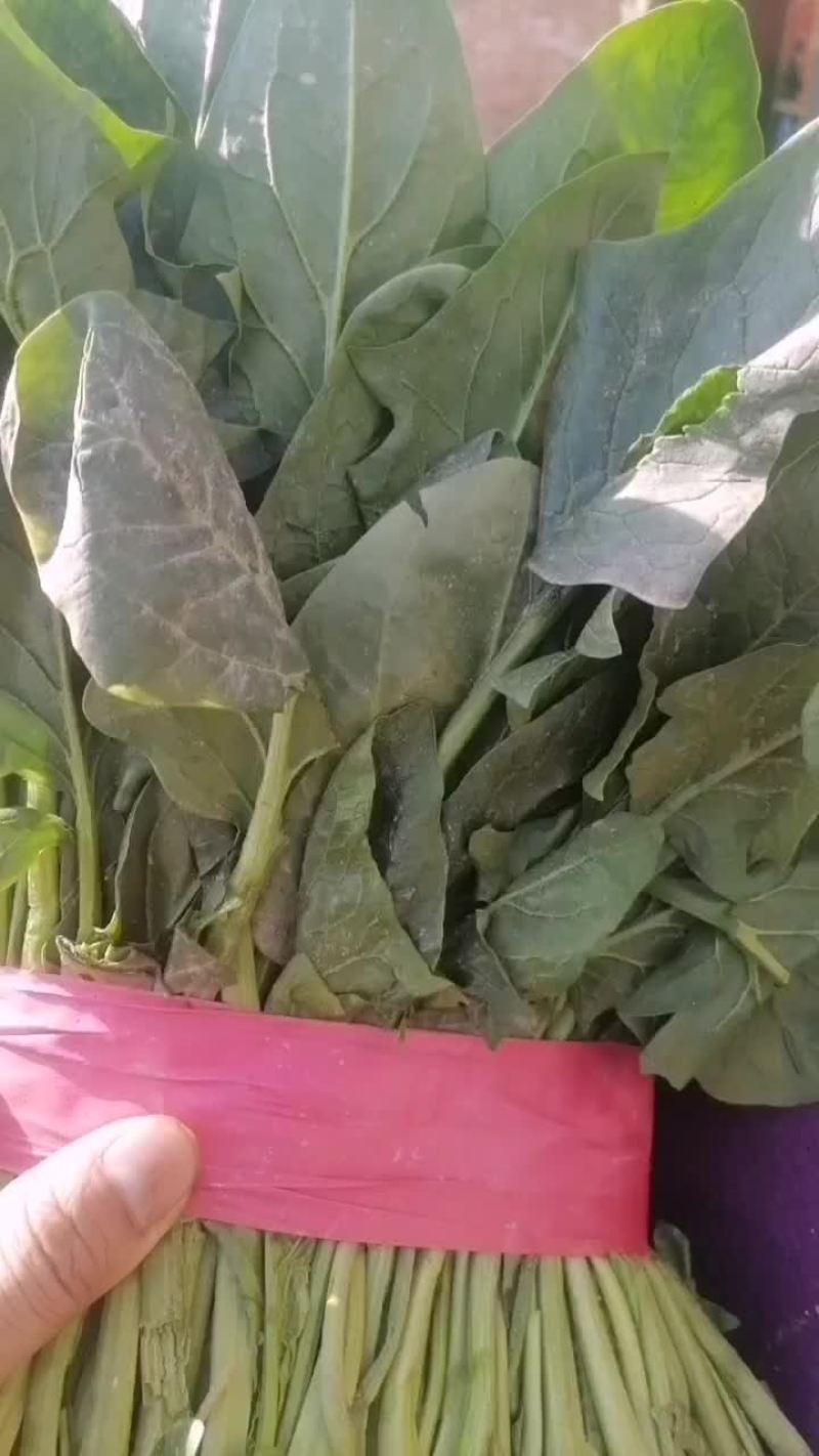 菠菜