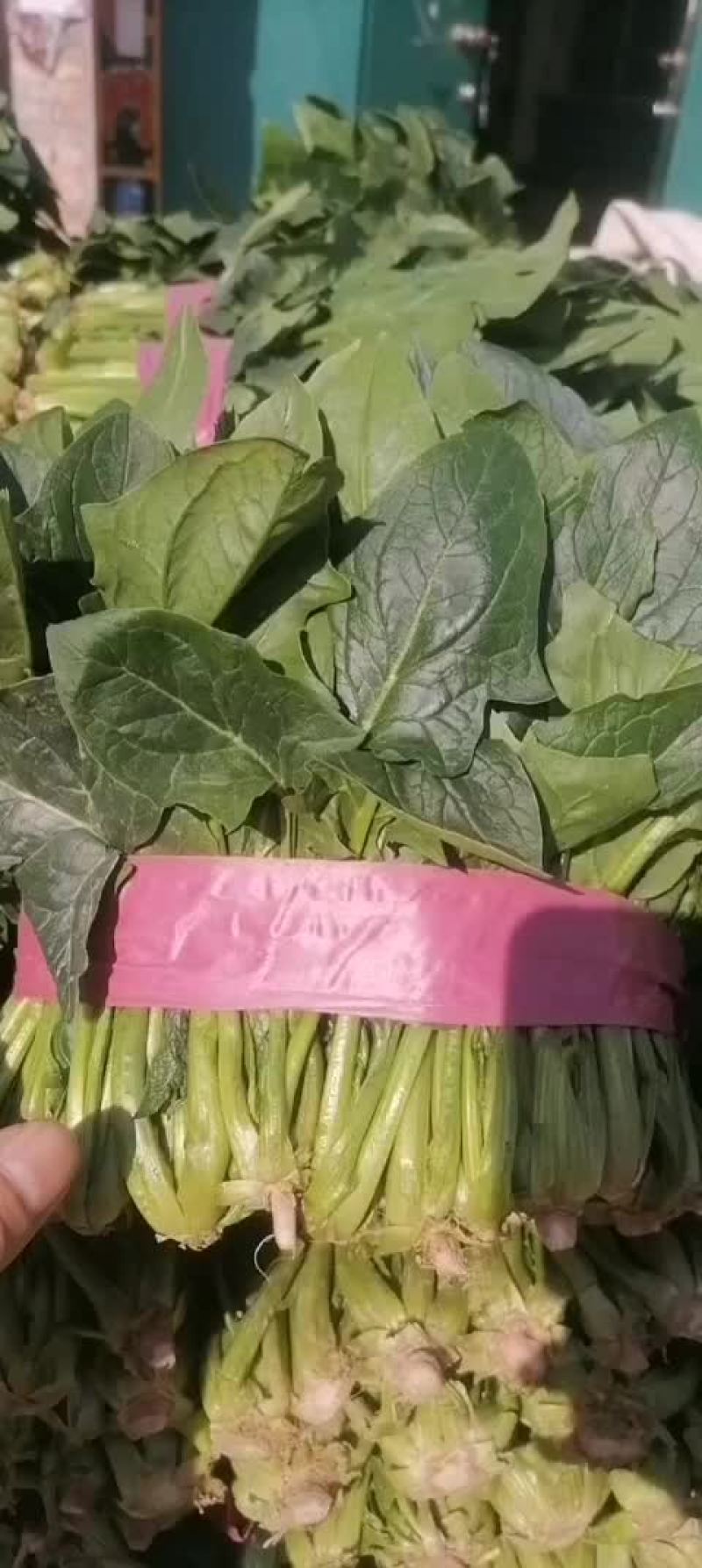菠菜