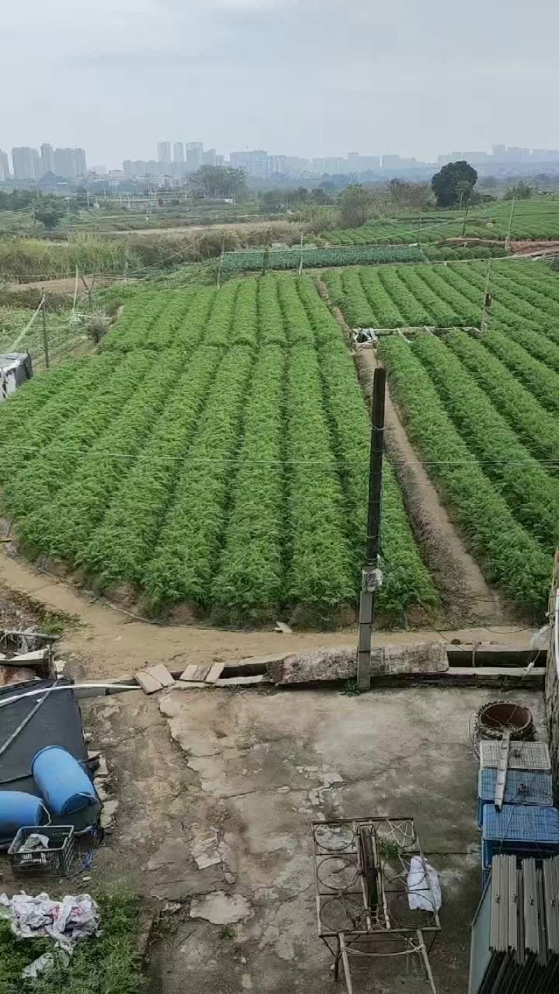 精品厦门胡萝卜