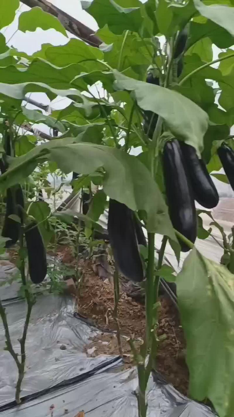 茄子苗，品种齐全，适合全国各地种植，免费技术指导。