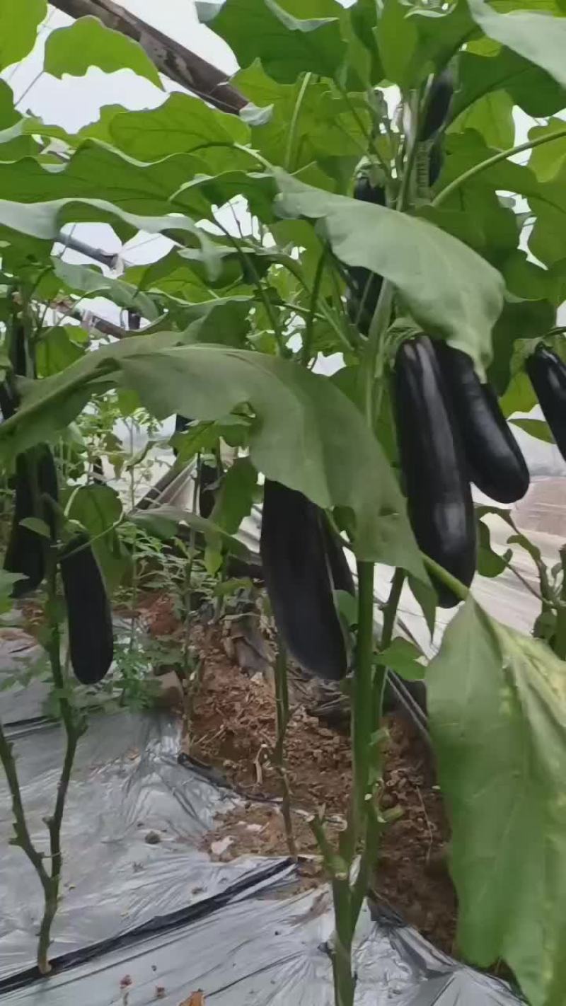 茄子苗，品种齐全，适合全国各地种植，免费技术指导。