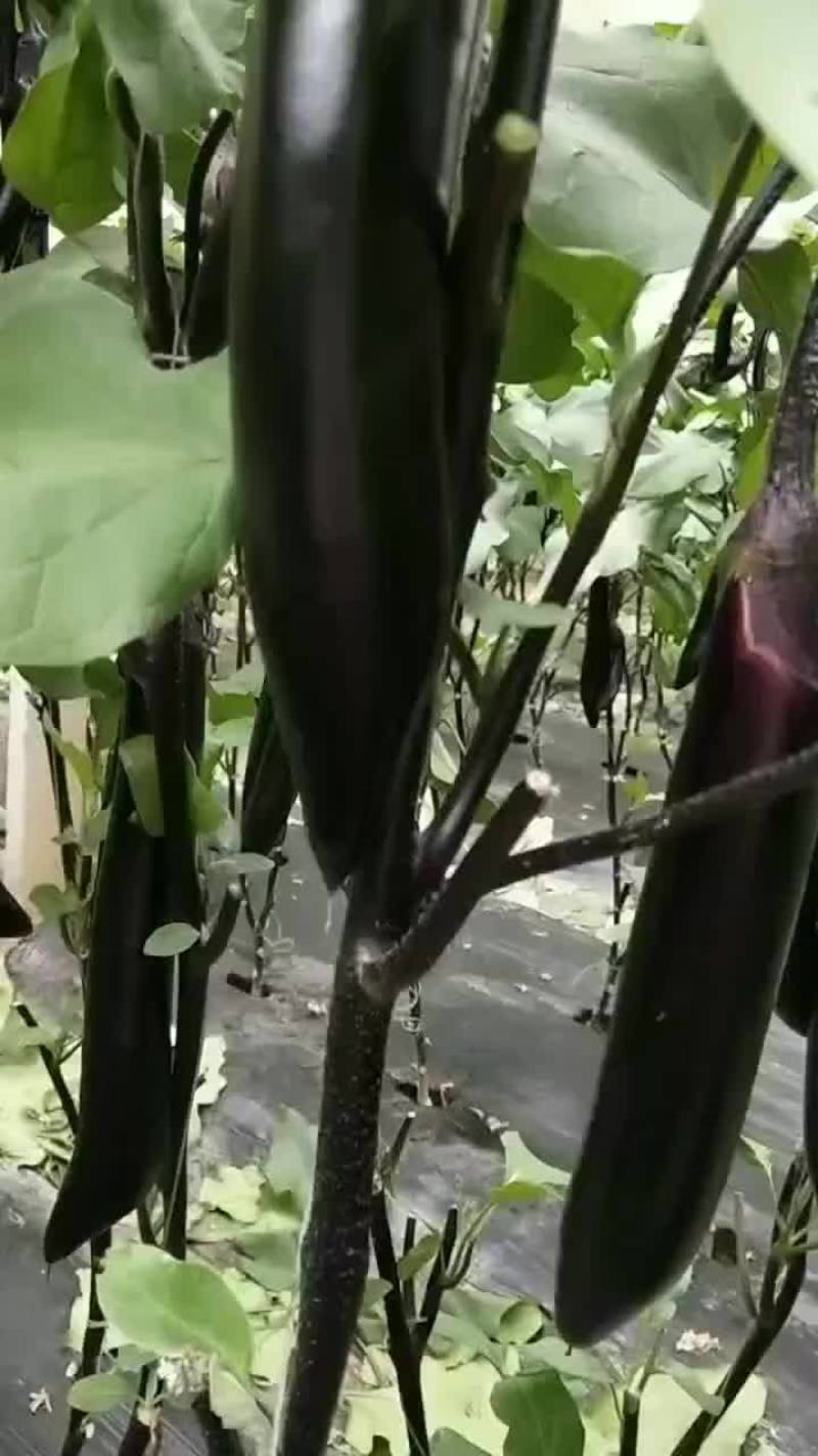 茄子苗，品种齐全，适合全国各地种植，免费技术指导。