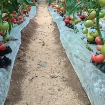 西红柿