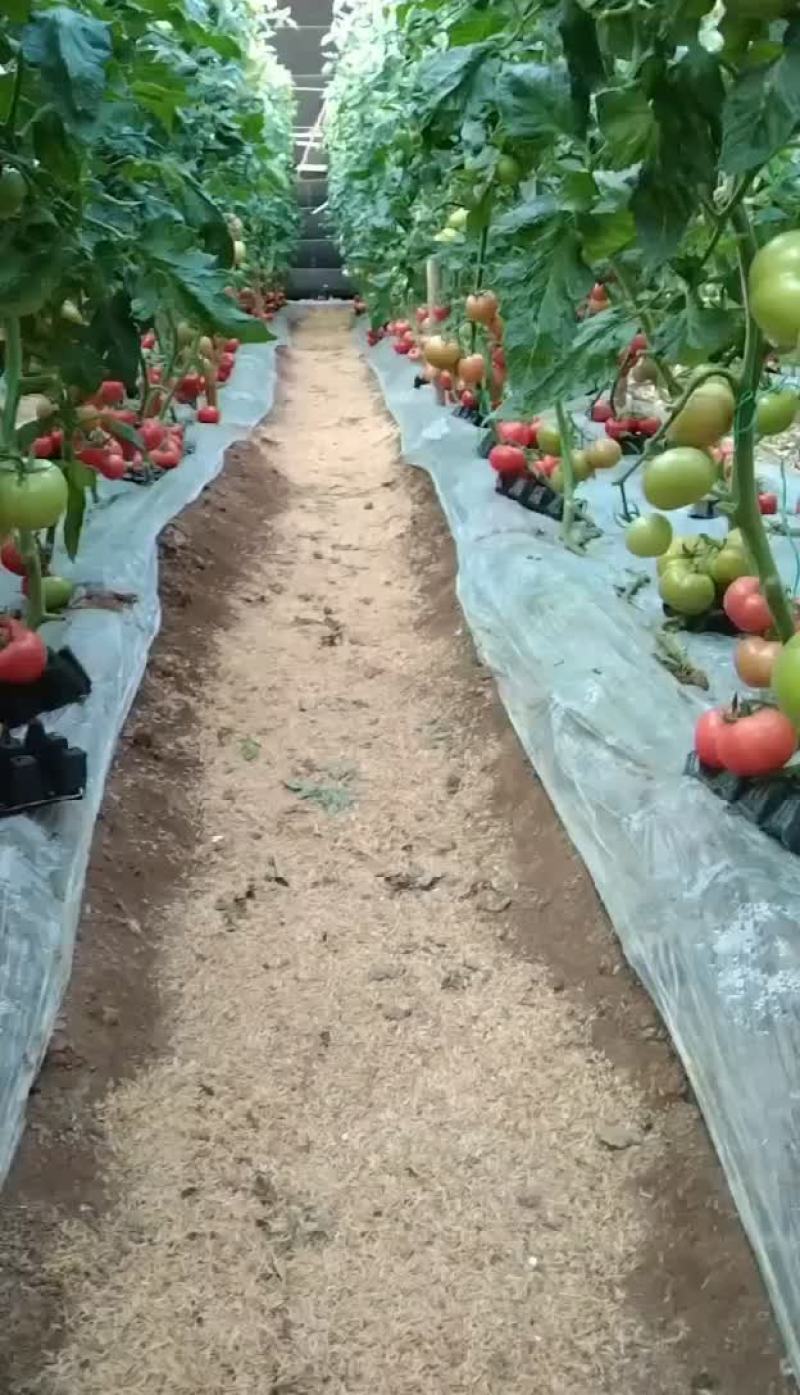 西红柿