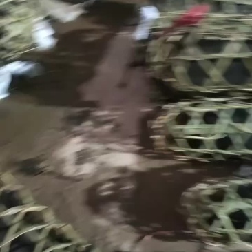 土黑猪仔大量有