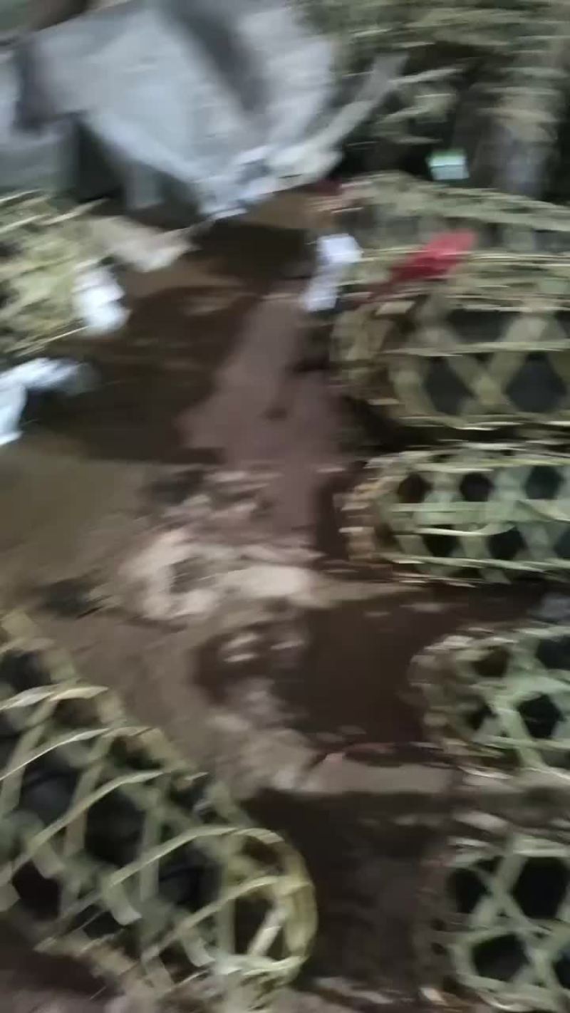 土黑猪仔大量有