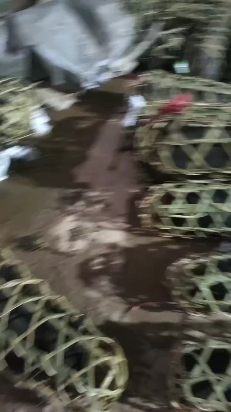 土黑猪仔大量有