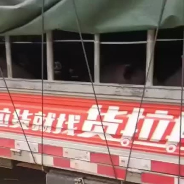 土黑猪
