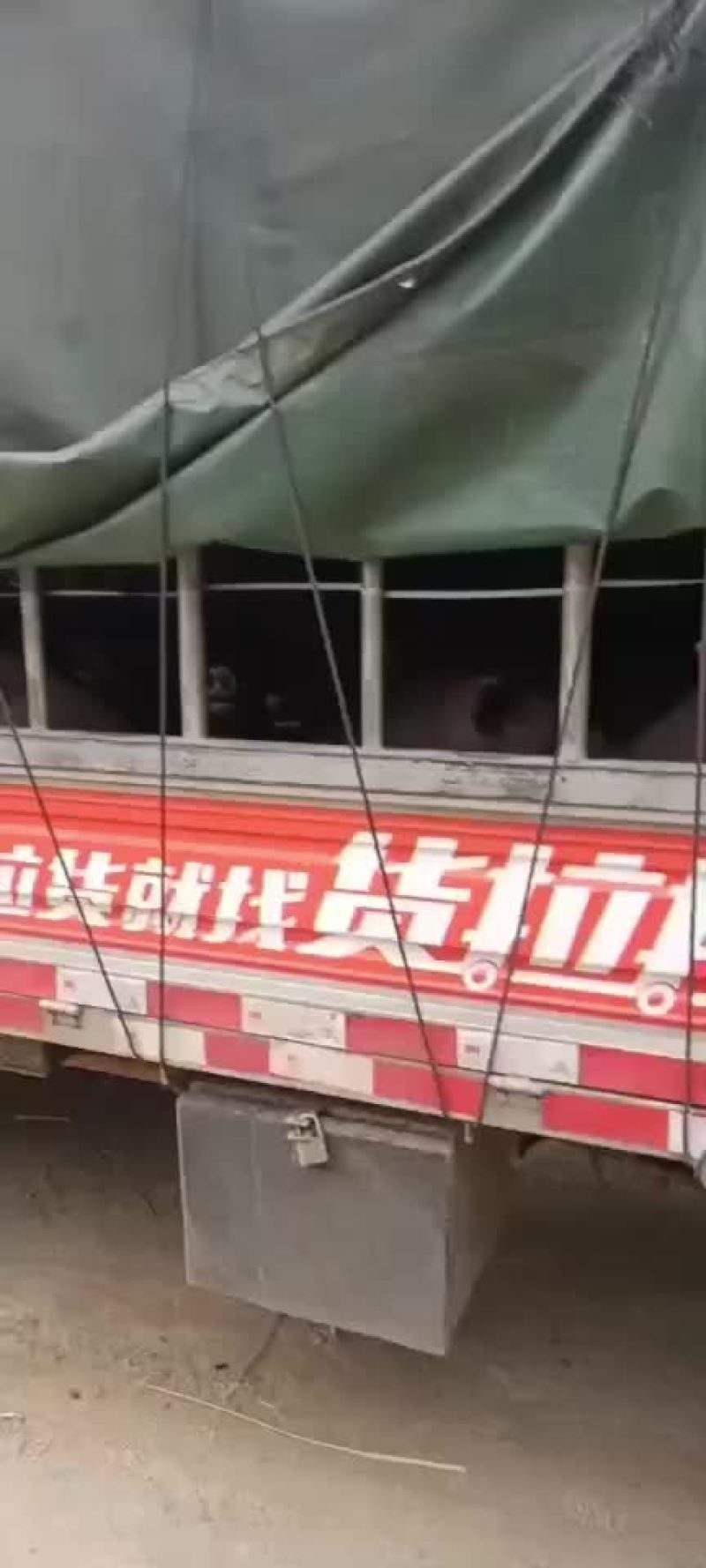 土黑猪