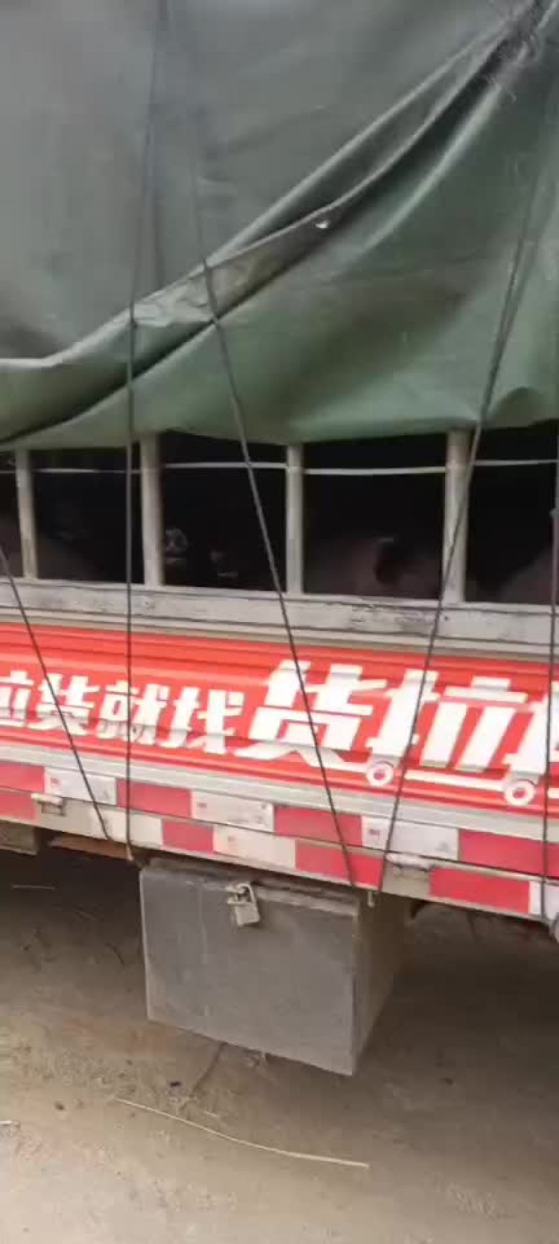 土黑猪