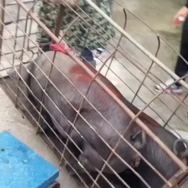 大量土黑猪。价格美丽欢迎老板收购