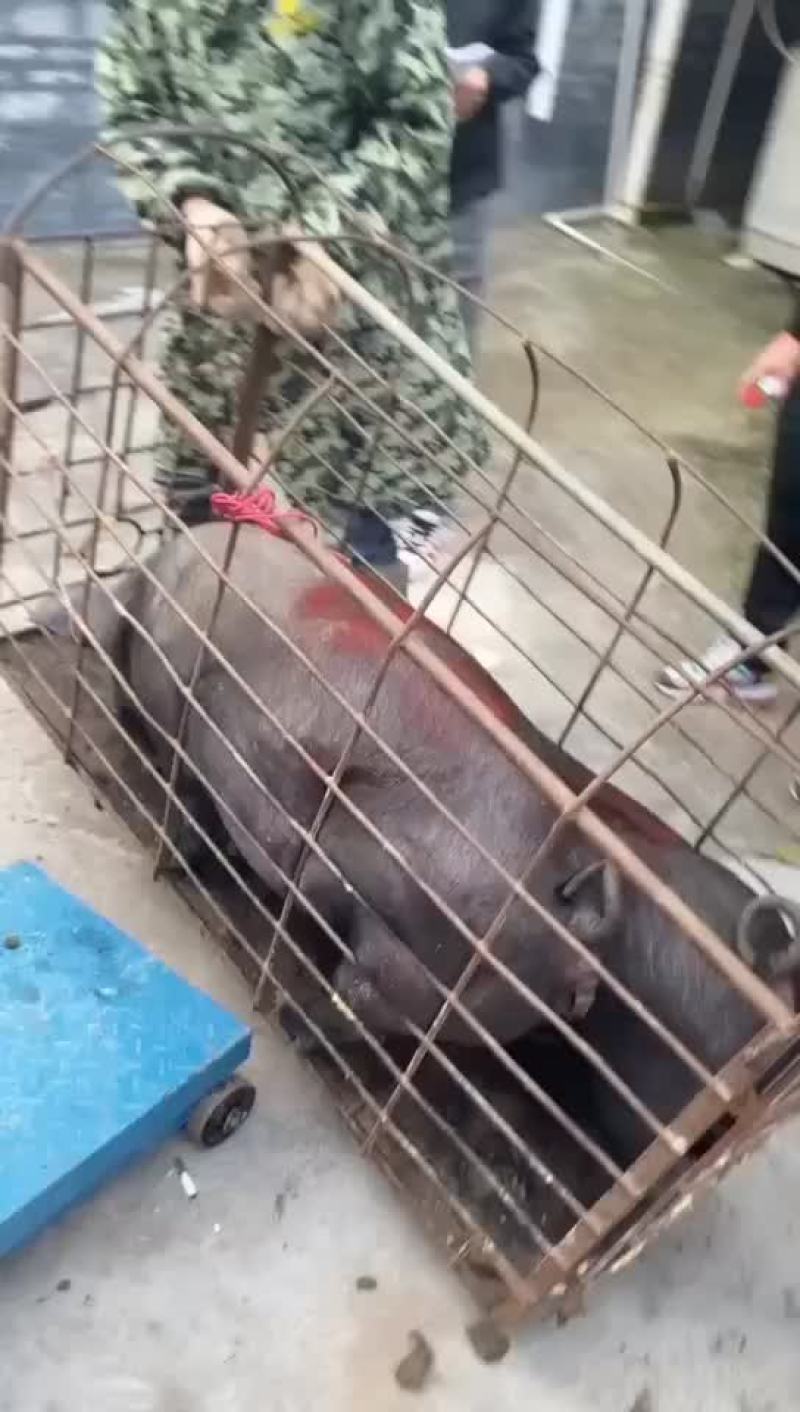 大量土黑猪。价格美丽欢迎老板收购