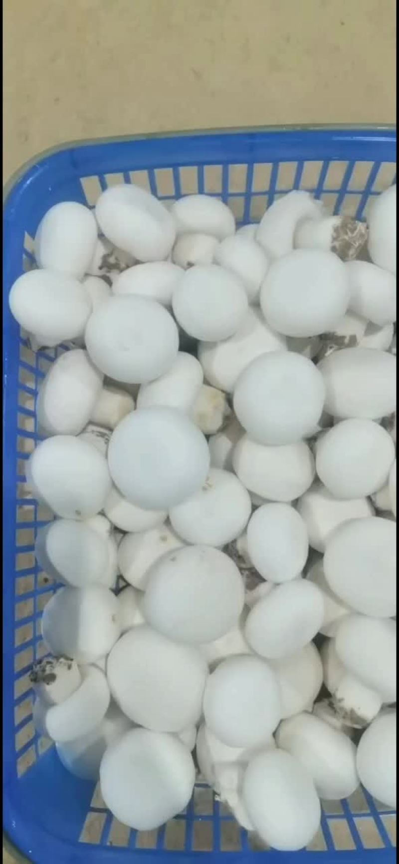 口蘑