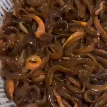 水风子
