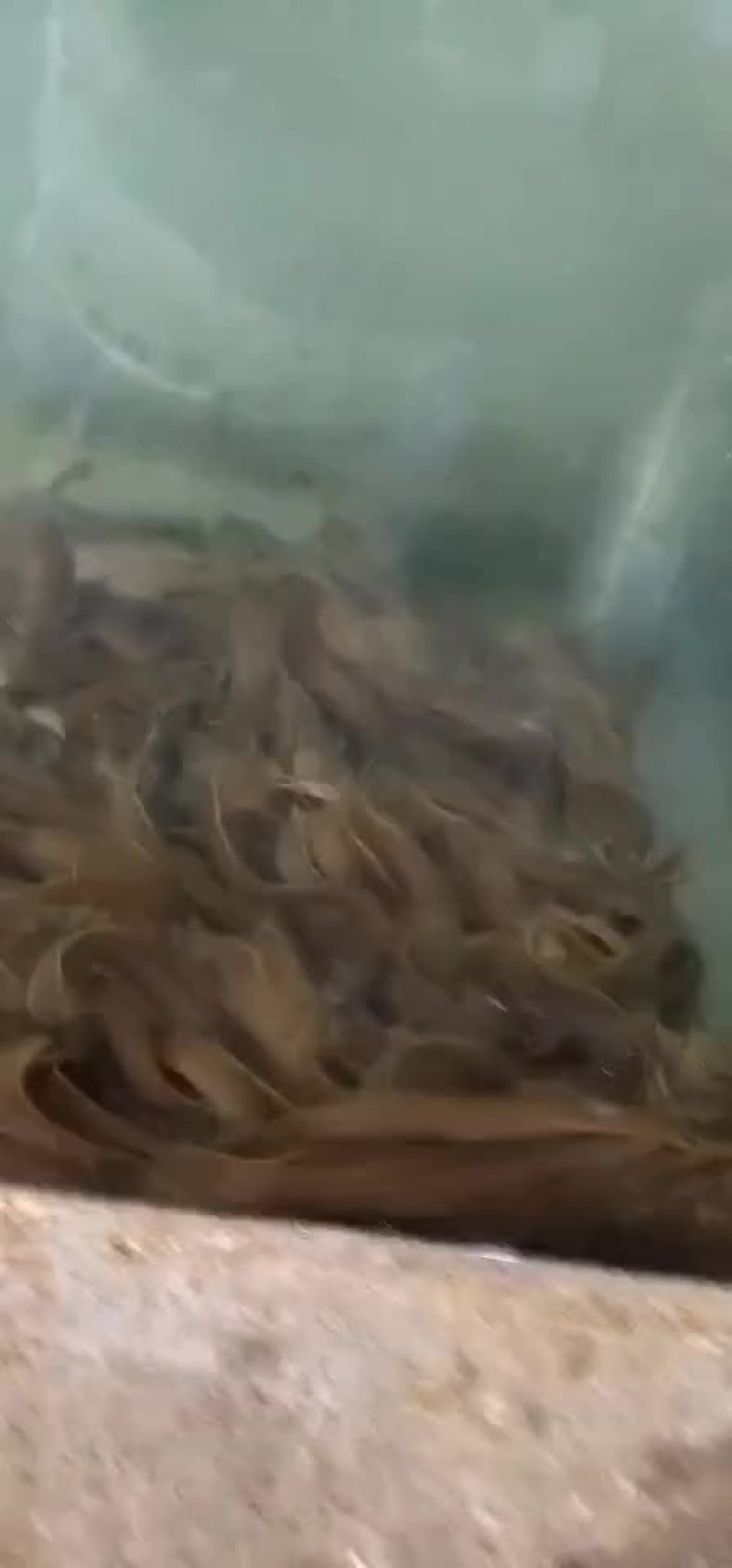 水风子
