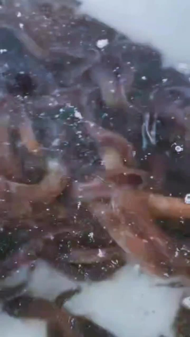 水风子