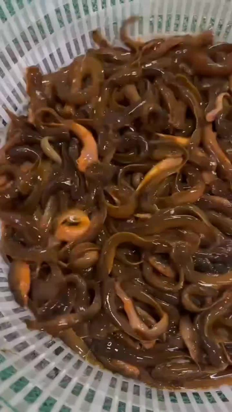 水风子