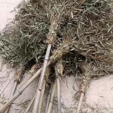 有叶竹扫把