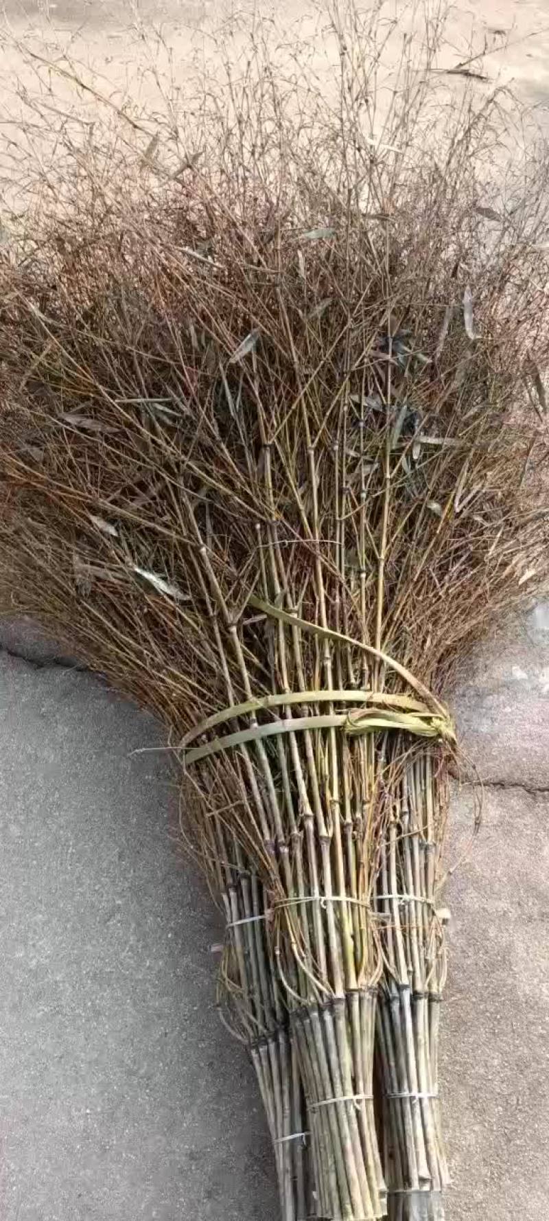 有叶竹扫把