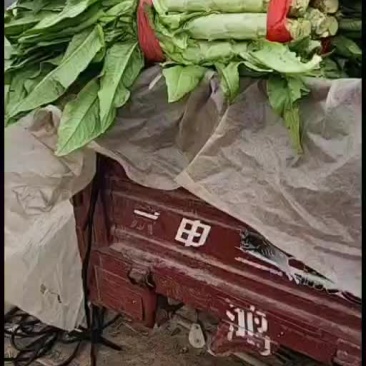 山东泰安新泰大量莴苣上市有需要的老板联系我