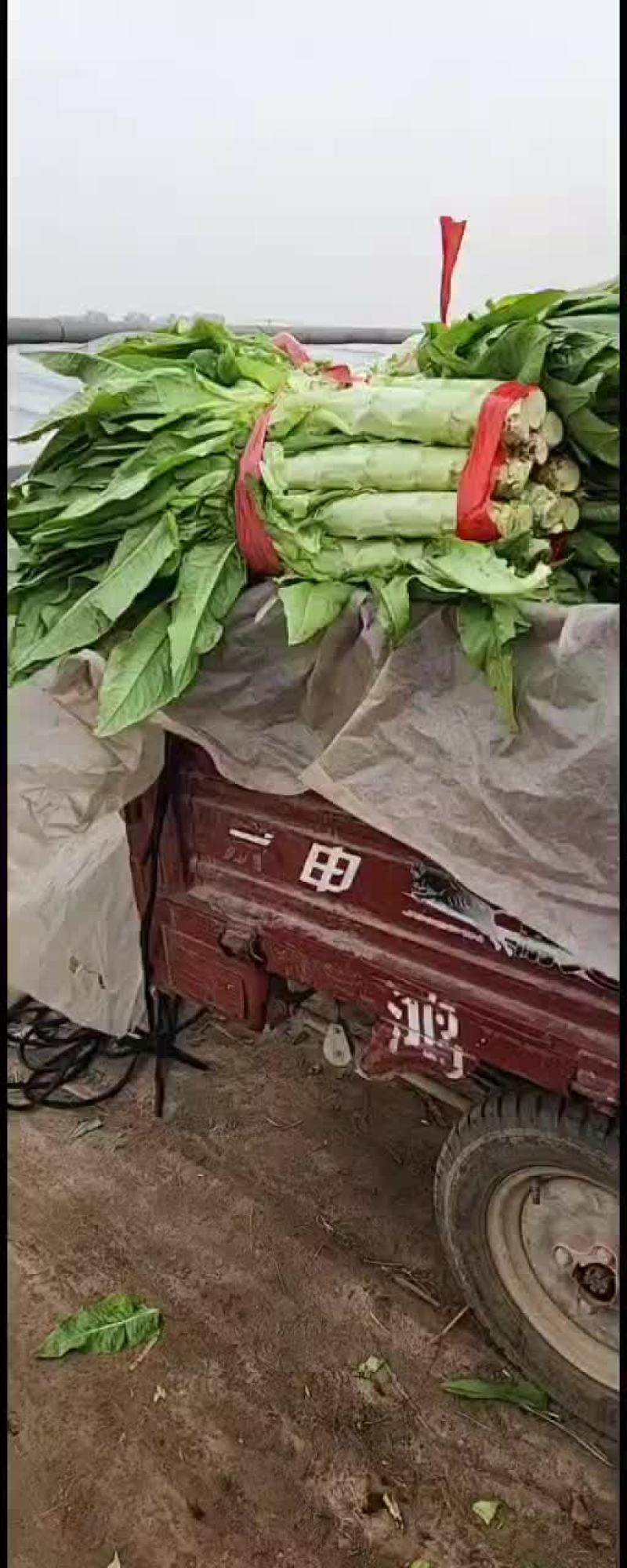 山东泰安新泰大量莴苣上市有需要的老板联系我