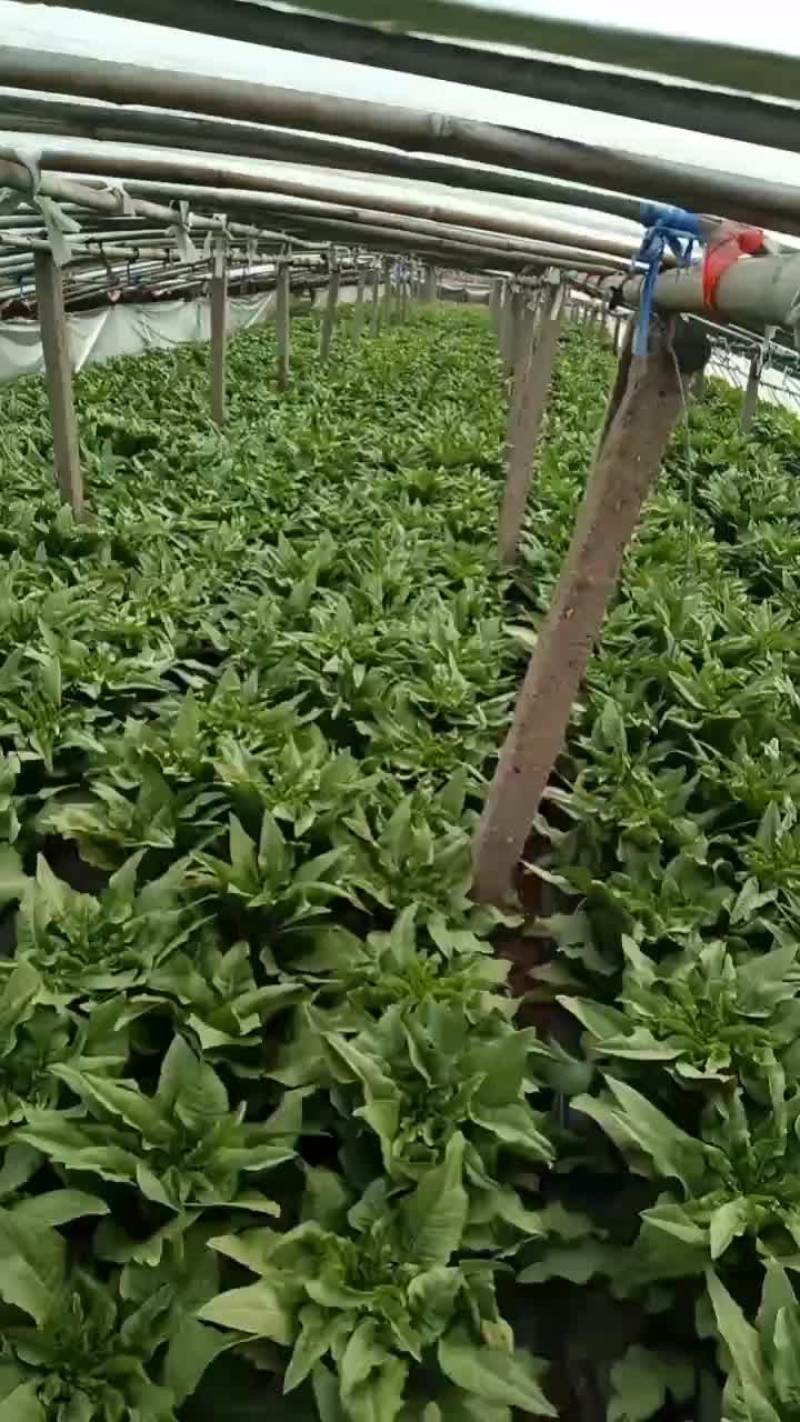 山东泰安新泰大量莴苣上市有需要的老板联系我