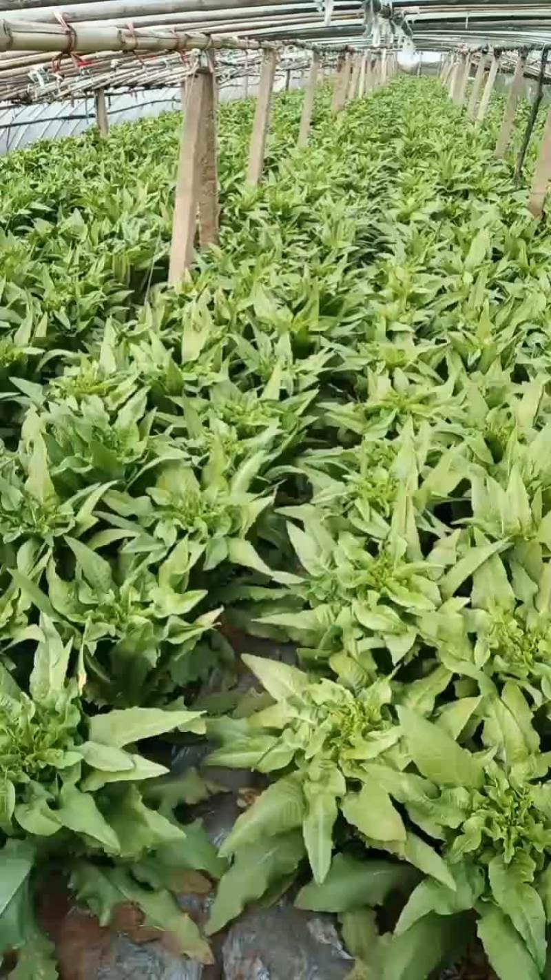 山东泰安新泰大量莴苣上市有需要的老板联系我