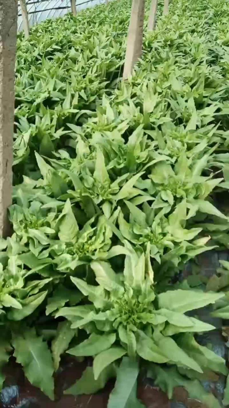 山东泰安新泰大量莴苣上市有需要的老板联系我