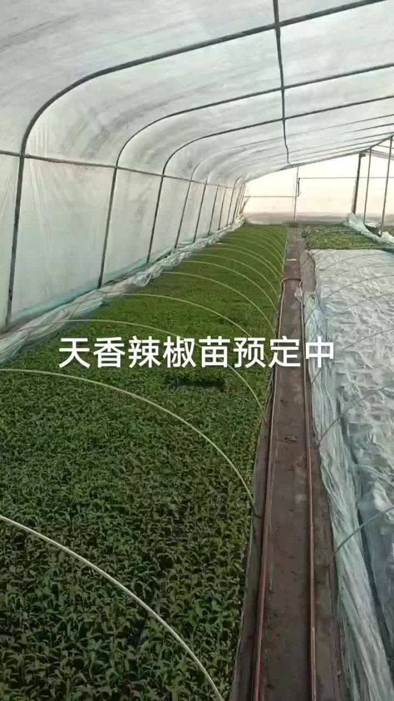 精品辣椒苗