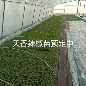 精品辣椒苗