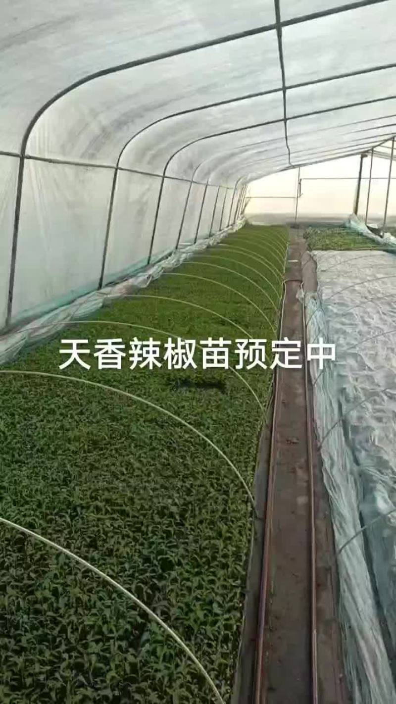 精品辣椒苗