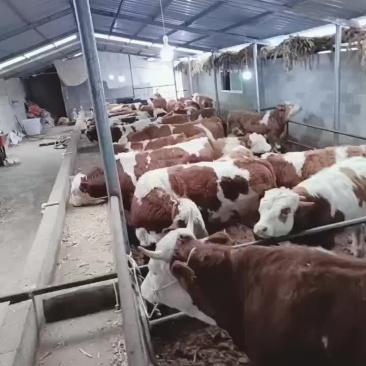 西门塔耳牛