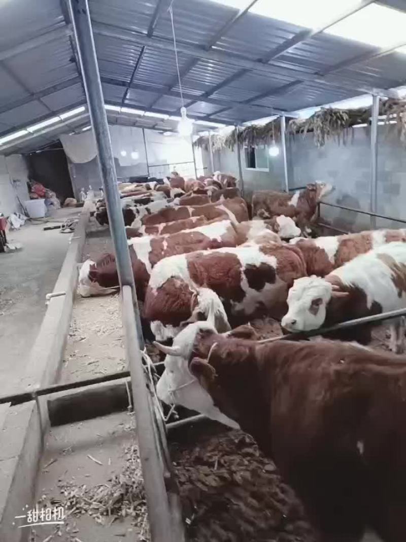西门塔耳牛