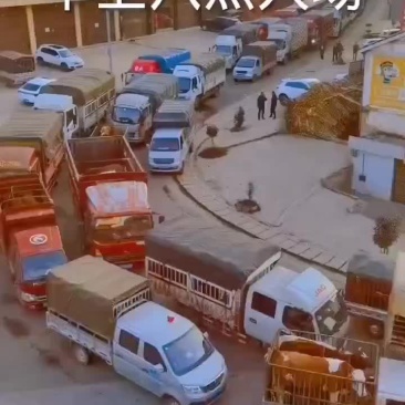 西门塔耳牛