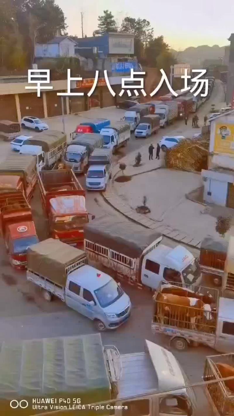 西门塔耳牛