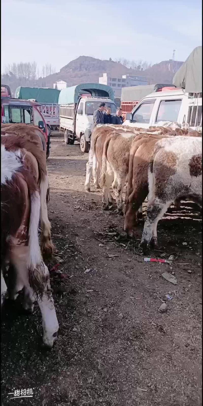 西门塔耳牛