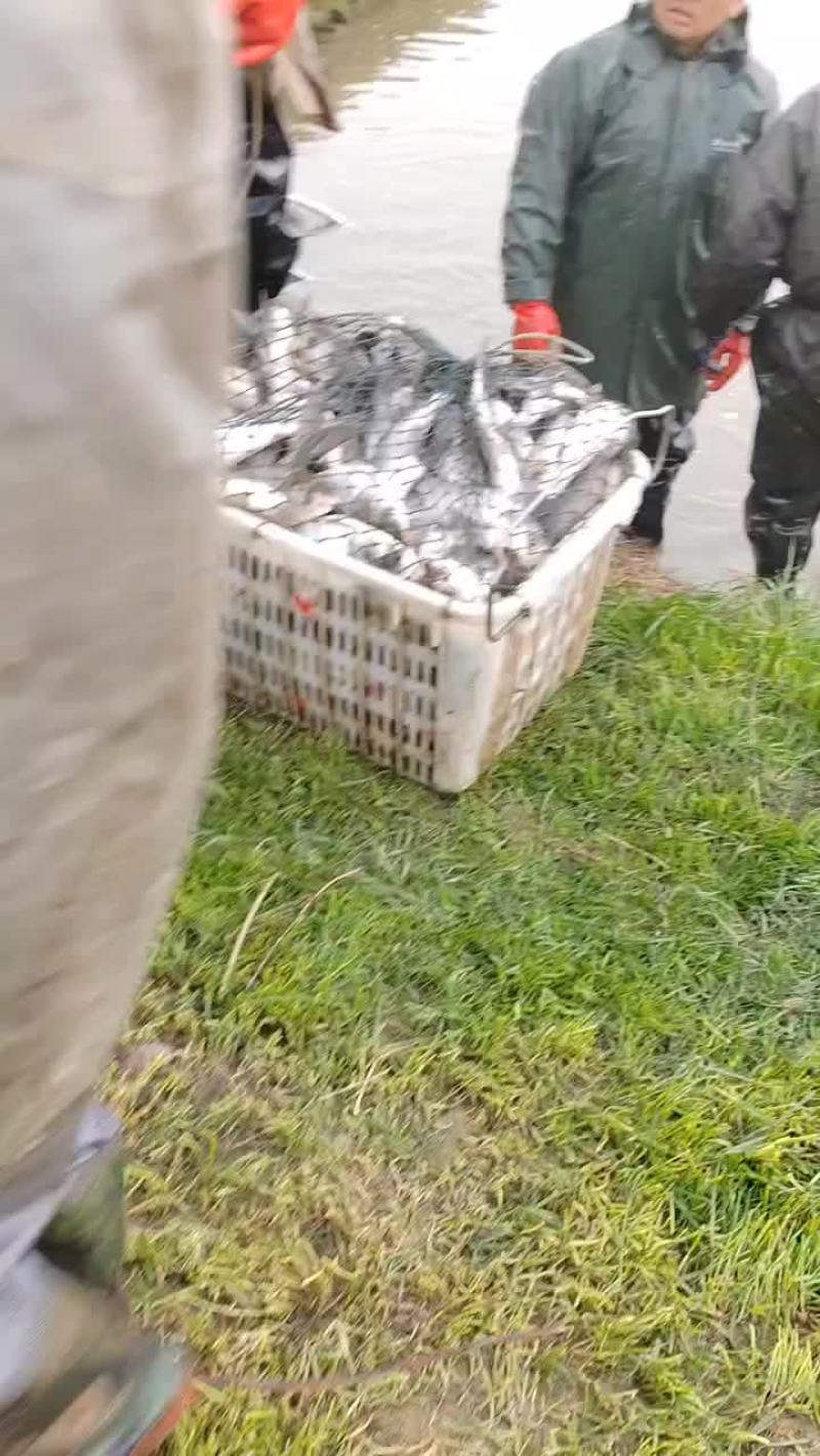 大量出售4两到8两的花鲢苗和8两到1.5斤的花鲢苗