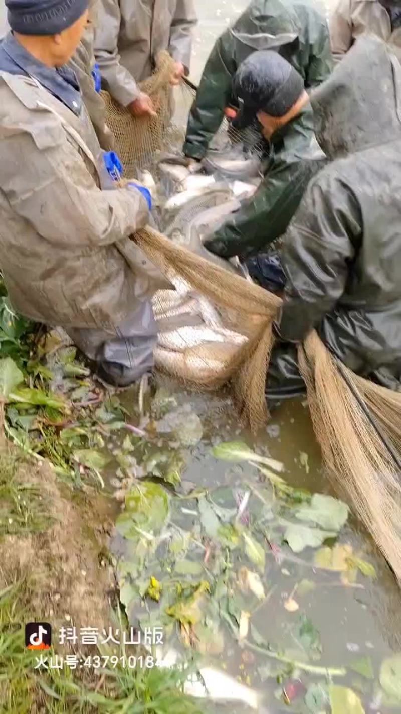 大量出售4两到8两的花鲢苗和8两到1.5斤的花鲢苗