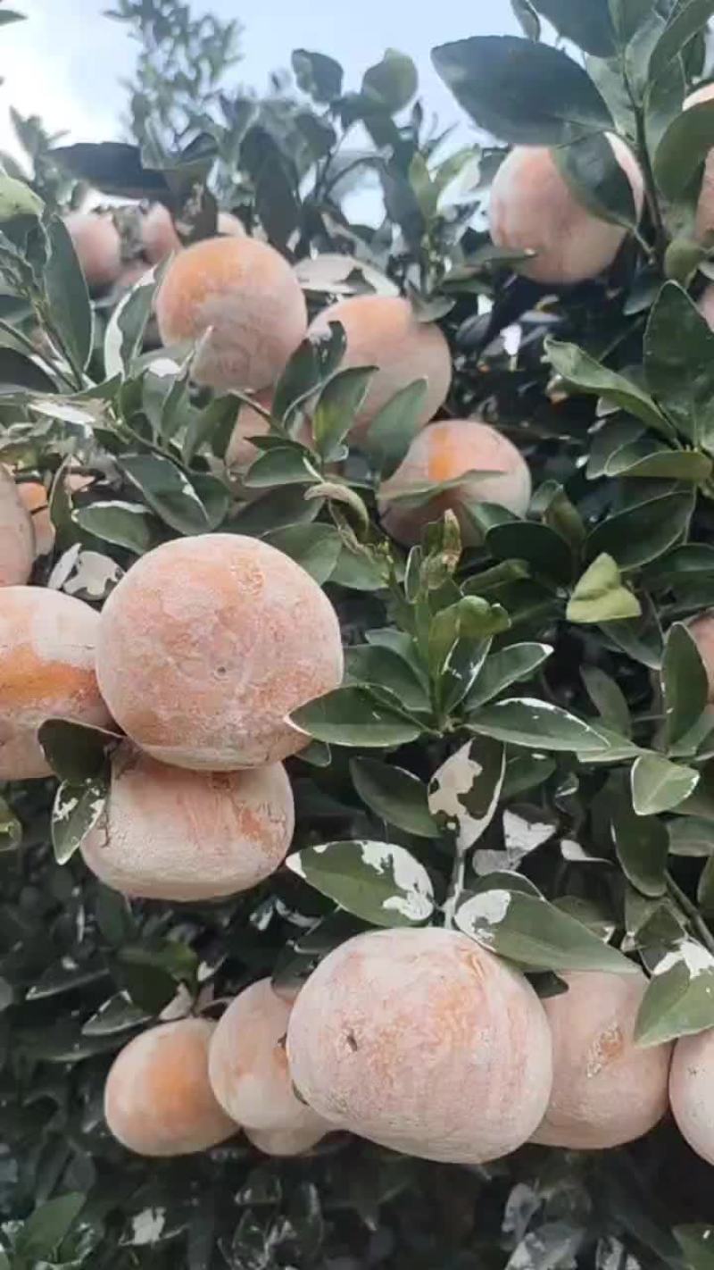 茂谷柑
