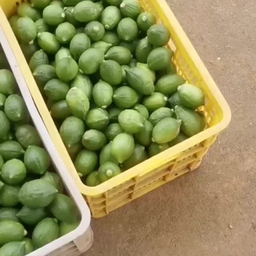 广东香水柠檬