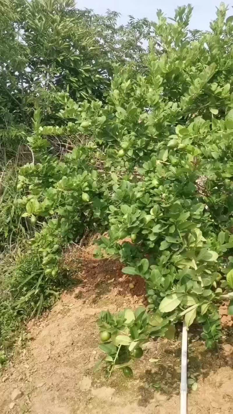 广东香水柠檬