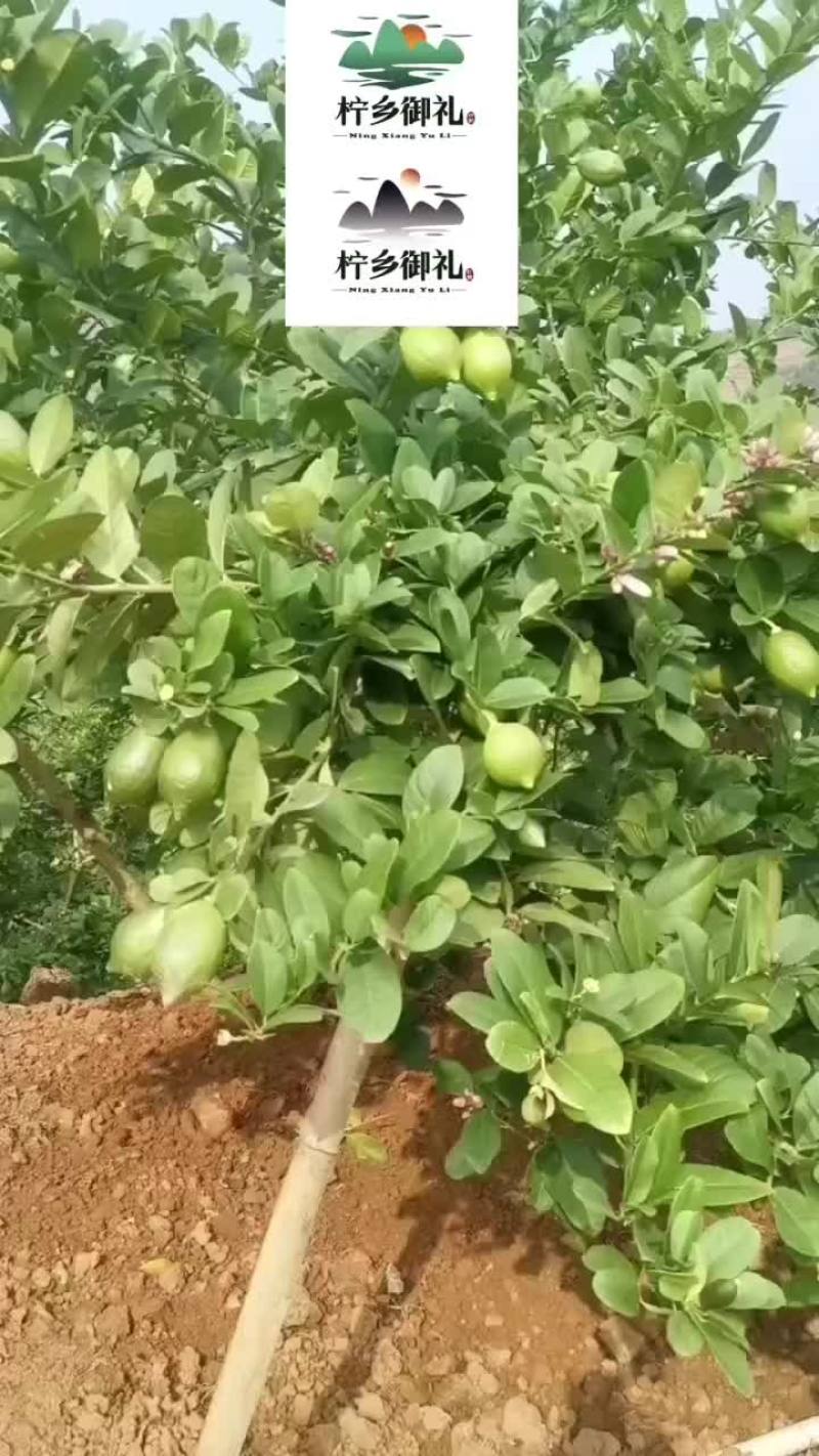 广东香水柠檬