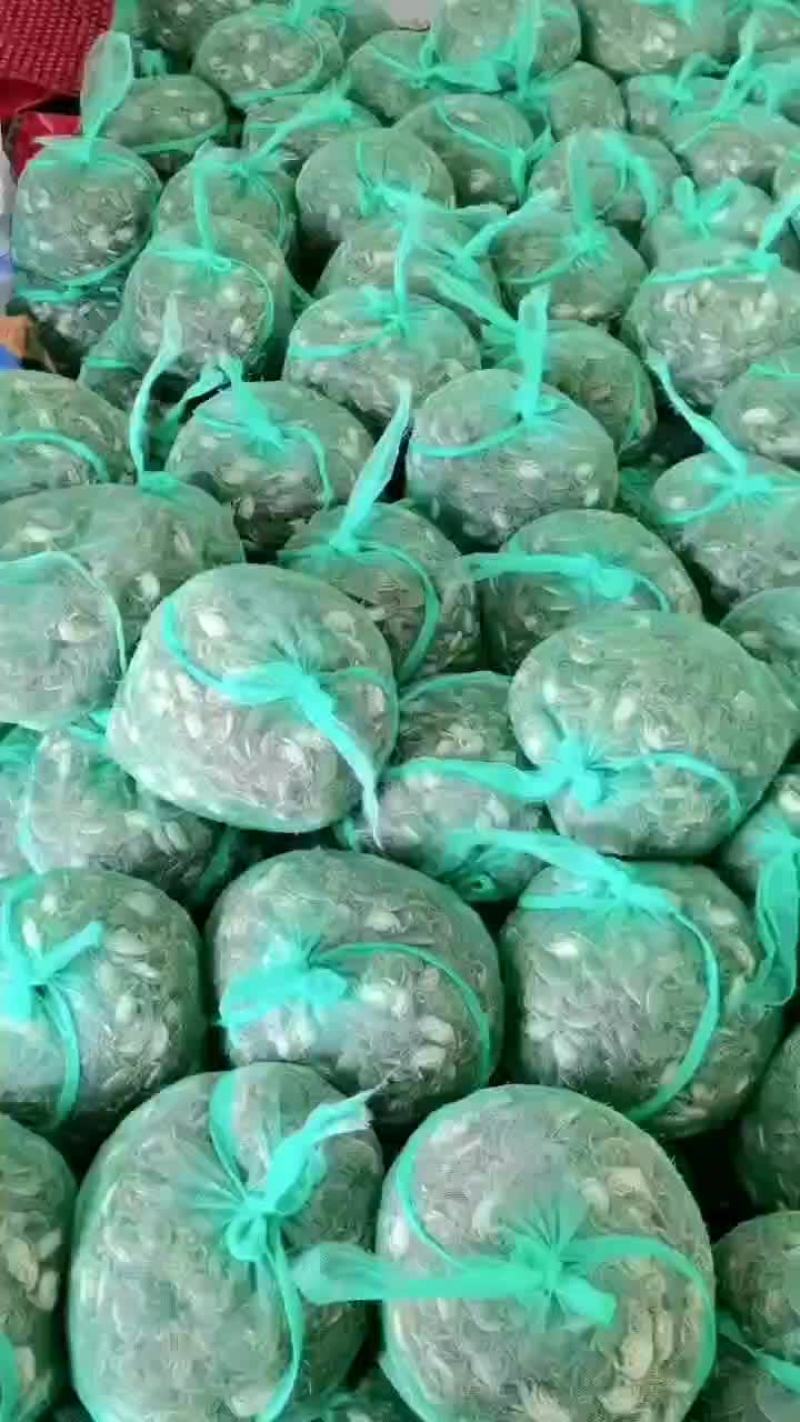 山东大闸蟹苗发货