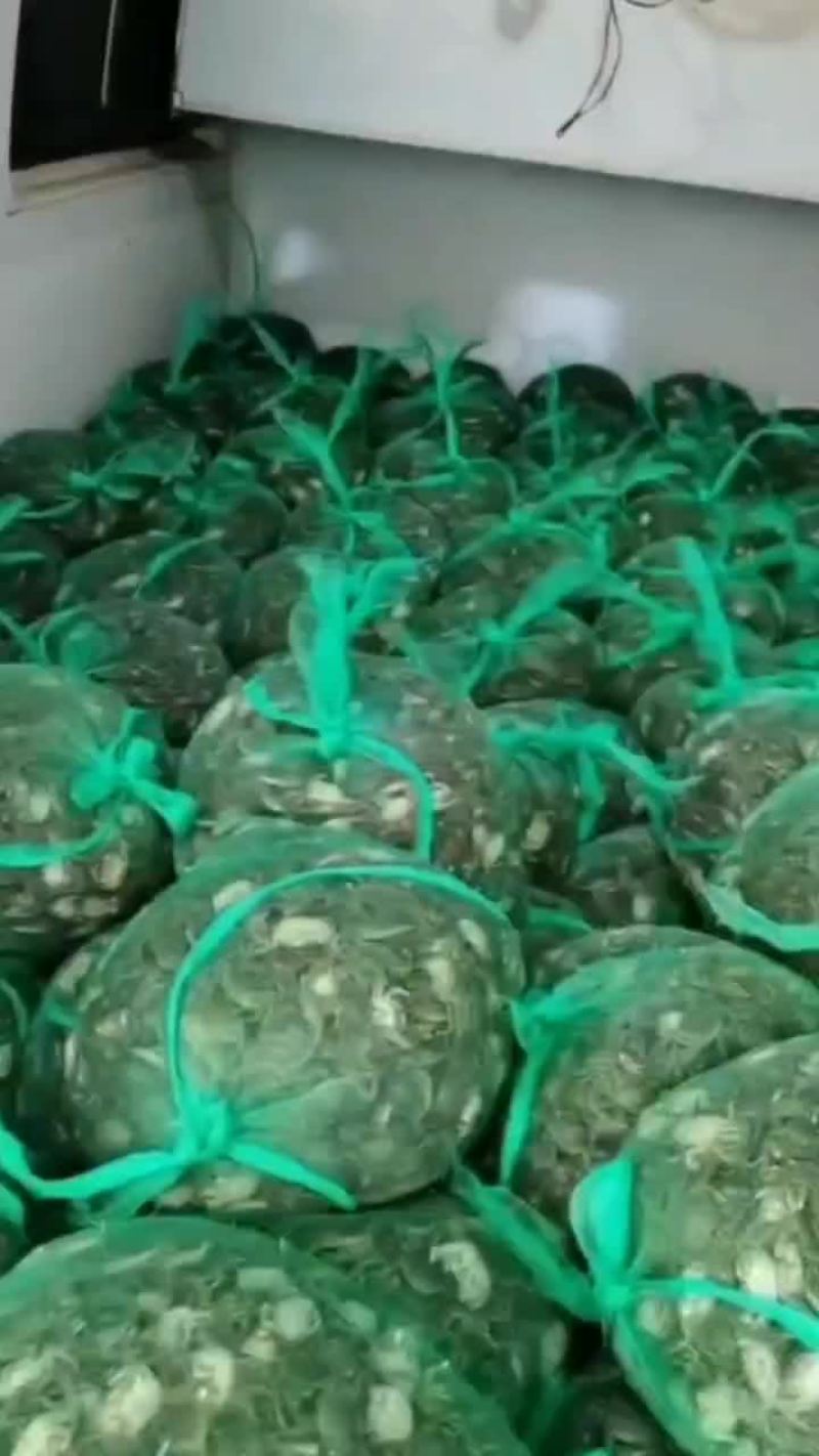 山东大闸蟹苗发货