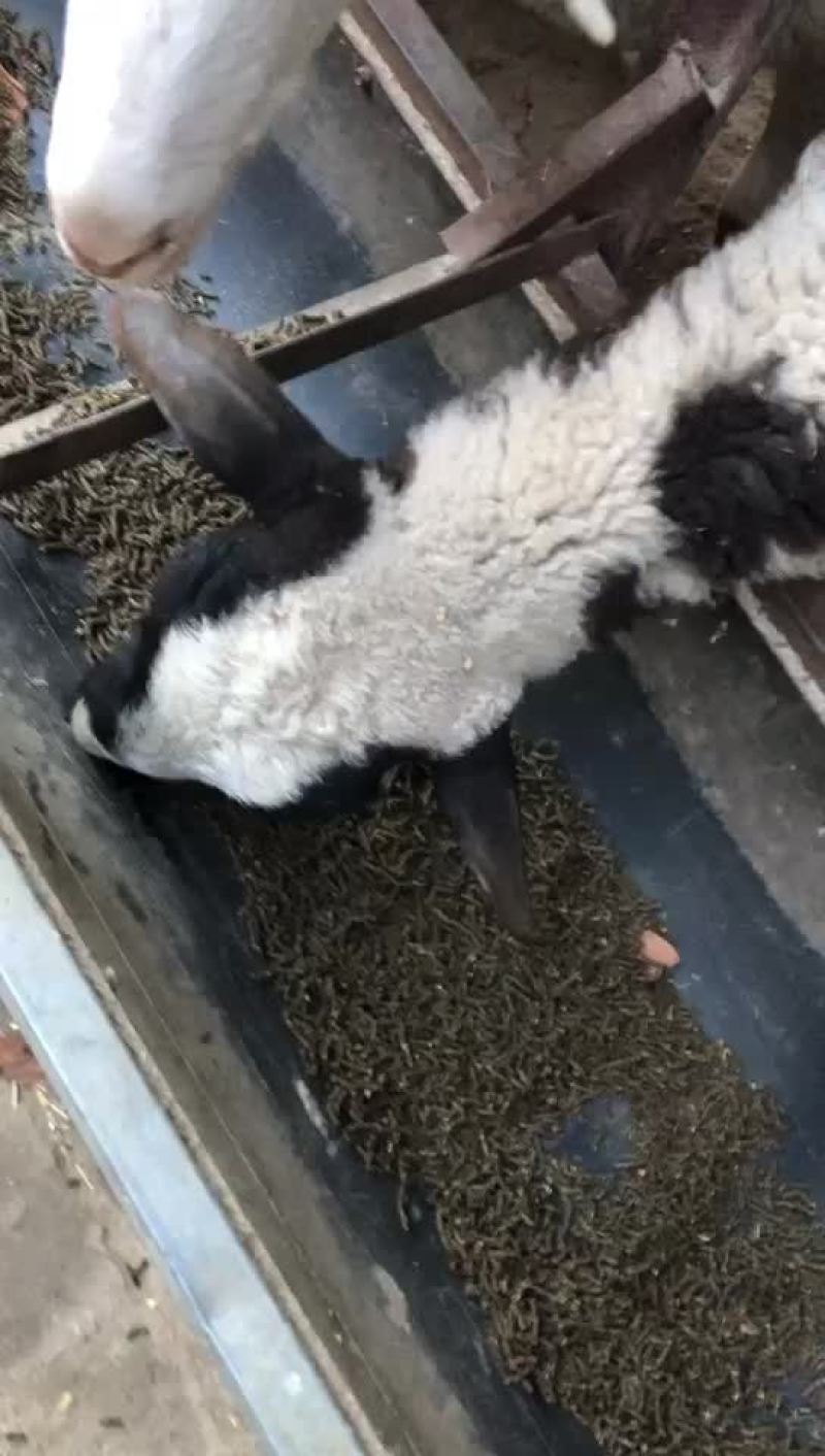 花生秧颗粒