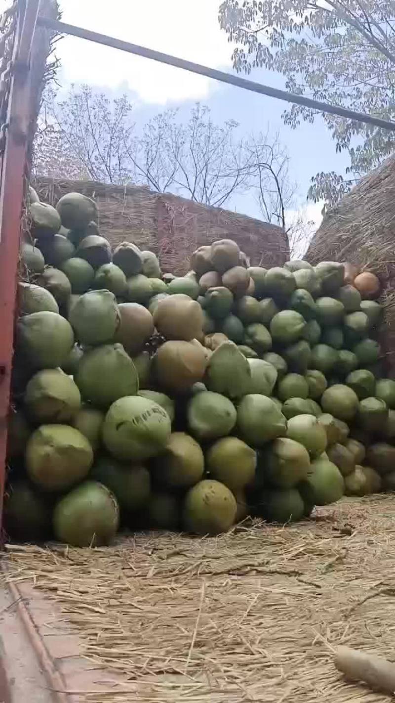 椰子